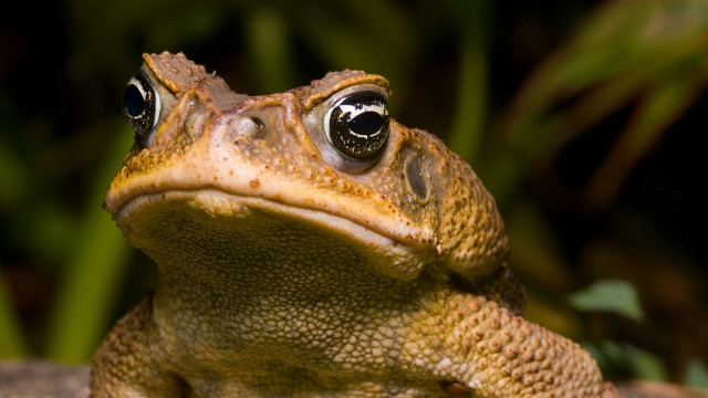 Cane toad behaviour