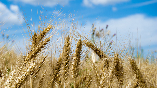 Close up of wheat field. Wheat, and other crops like rice, contain the protein Rubisco.