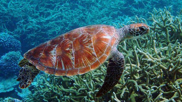 Warmer climates are turning green sea turtles female