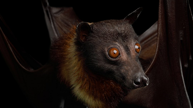 Bats’ Evolutionary Trick