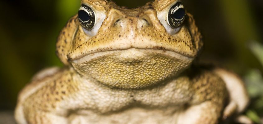 Cane Toads don’t care about the climate