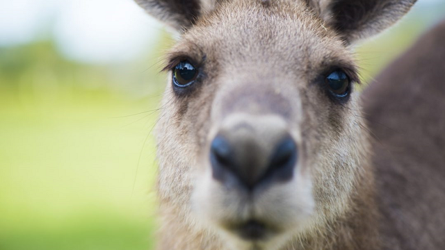 Evolution discovery of Kangaroo changes previous theory