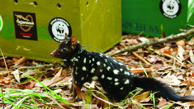 Eastern Quolls have a tough time on first release back on mainland