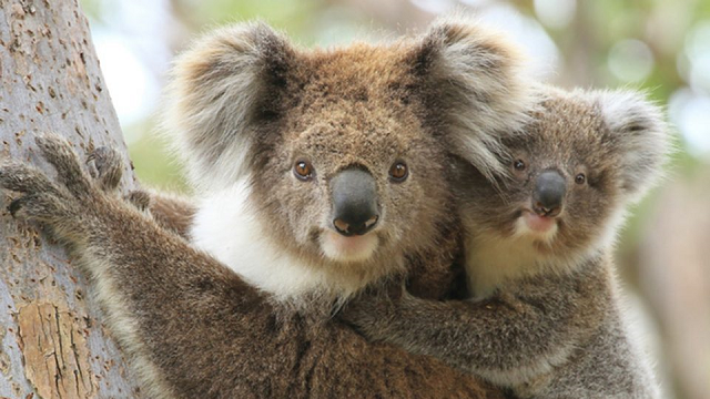 Genetic code helps explain the ways of koalas