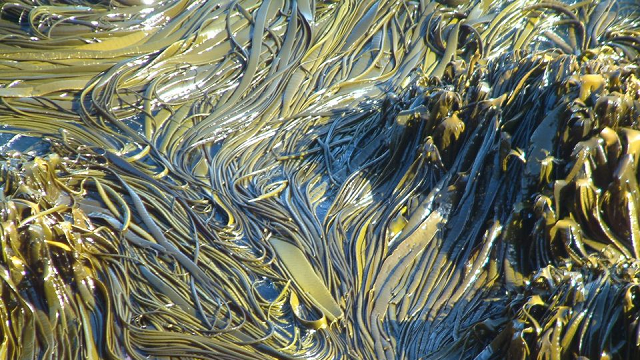 Kelp’s record journey has an environmental downside