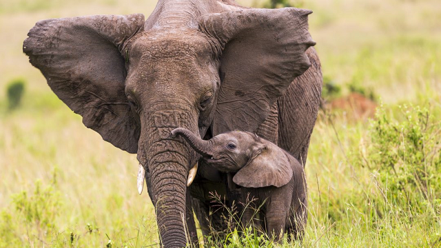 Why don’t elephants get cancer?