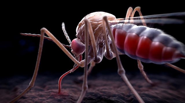 Gene drive causes collapse in captive mosquito population