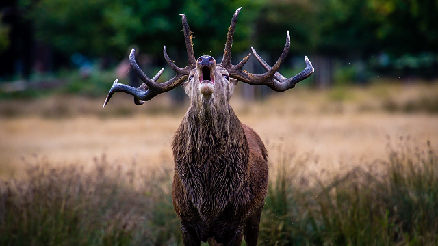 Elks on the horns of a dilemma