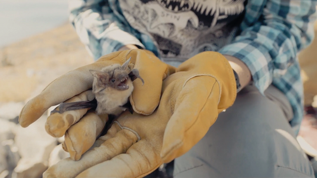 Mexican Fishing Bats