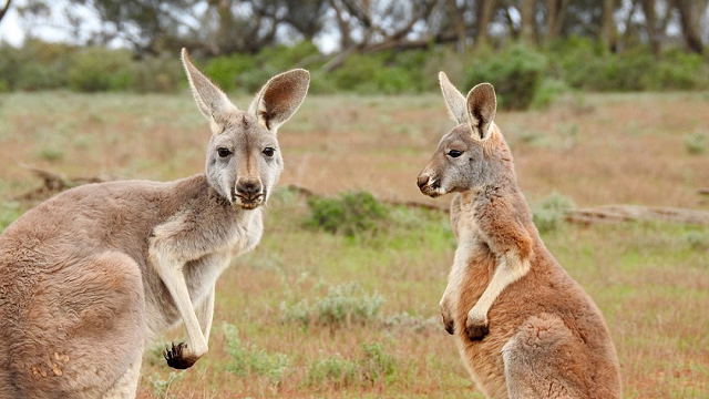 Climate change gave roos an evolutionary jump