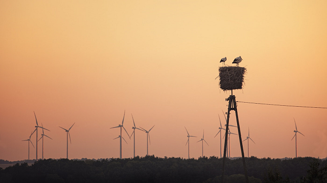 Wind farms bad for raptors, but good news for lizards