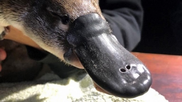 Researchers warn of uncertain future for the platypus