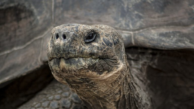 The genome of Lonesome George could unlock the secret of ageing