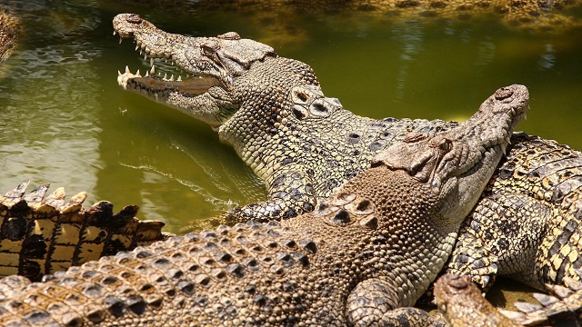 Looks can deceive: crocodiles have evolved more than we think