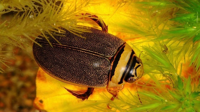 Water beetles mate themselves to an evolutionary standstill