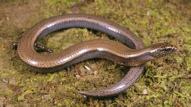 Three-toed skink amazingly produces both eggs and live young