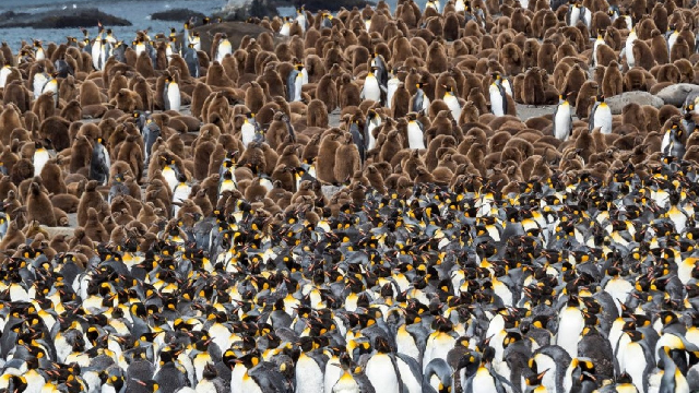For Antarctic food webs, penguin poo is the gift that keeps on giving 640x360