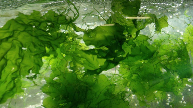 From 3D printing to bioplastic, seaweed just keeps on giving