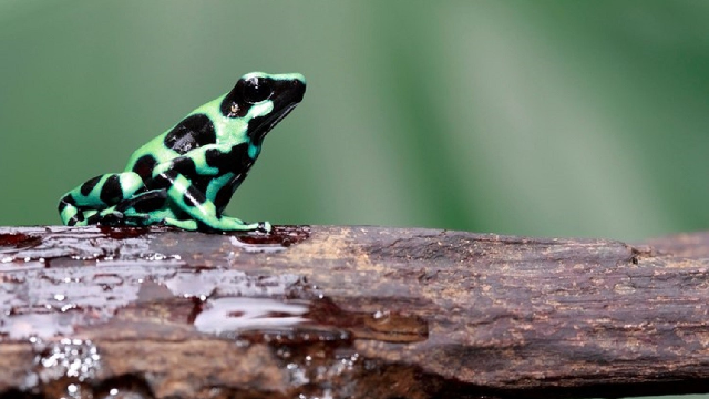 Frogs make mental maps
