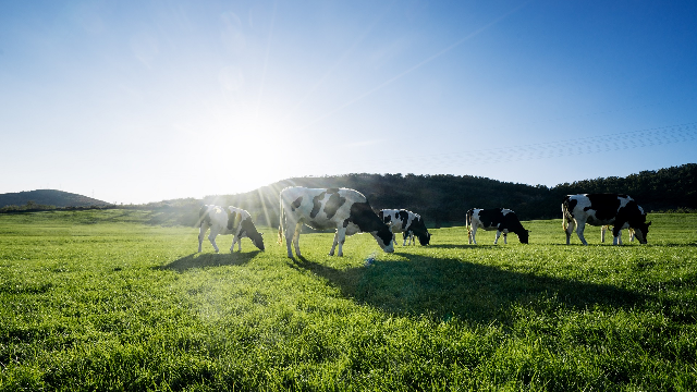 Seaweed cow chow prevents bovine burps