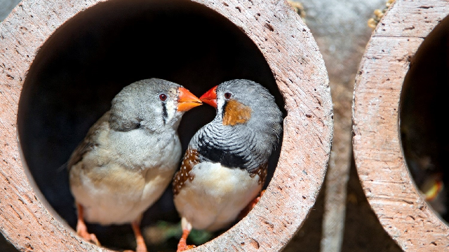 Songbirds show remarkable flexibility in learning tunes