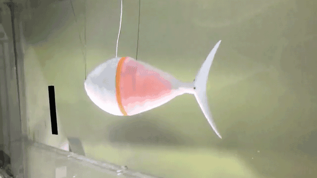 Fishy robot outswims the school