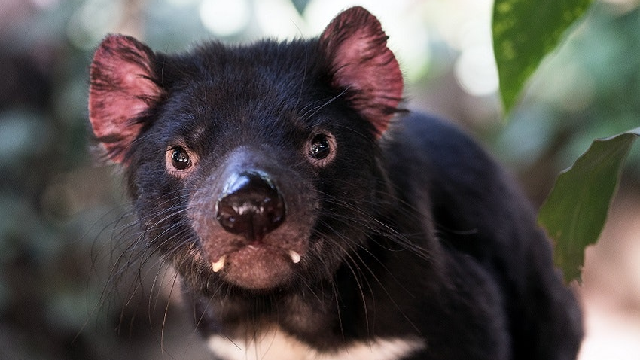 Tassie devils hold clue to how cancer conceals itself