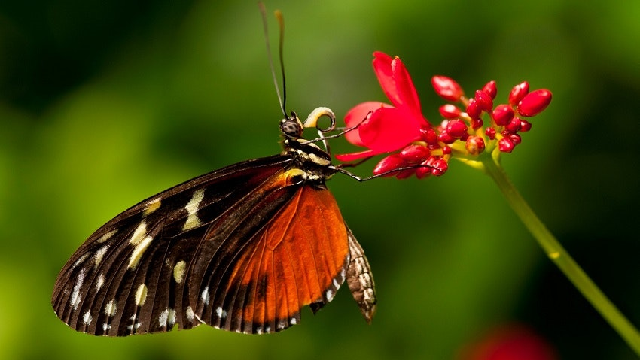 A few revelations about moths and butterflies