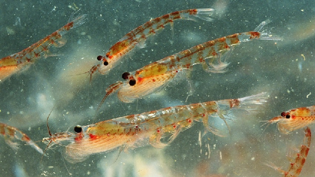 It's an overlooked creature, but krill are vital part of removing carbon from the atmosphere. Credit: David Tipling