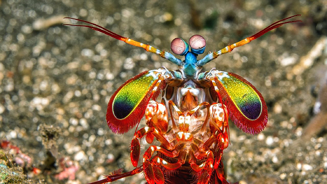 Scientists discover why mantis shrimps’ brains don’t explode