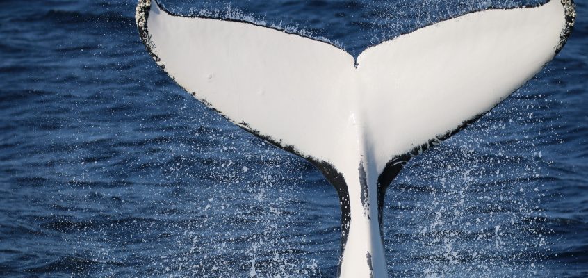 Citizen science project turns whale watchers into published scientists
