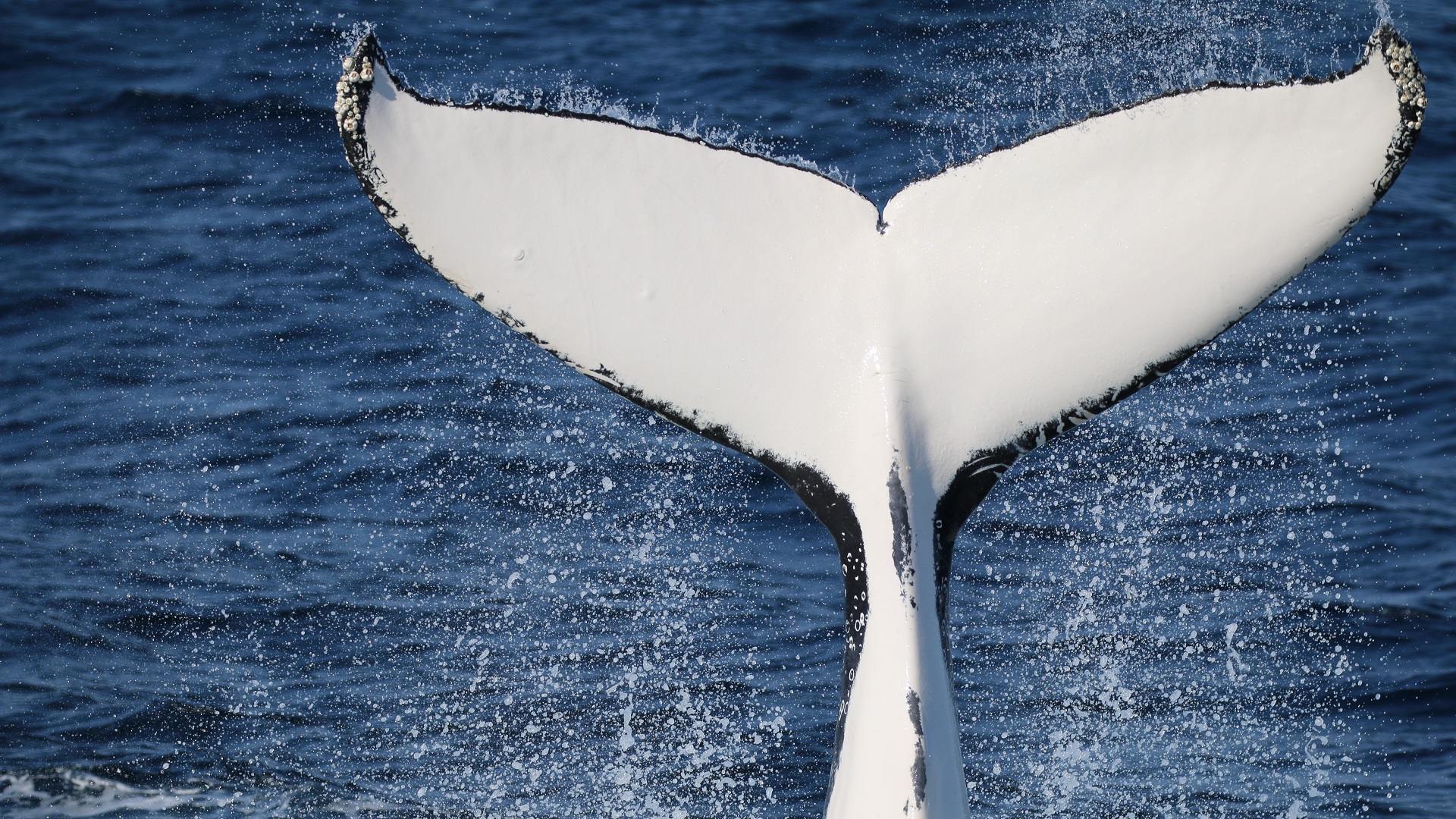 Citizen science project turns whale watchers into published scientists