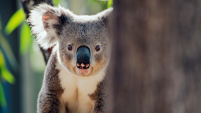 No, koalas aren’t functionally extinct
