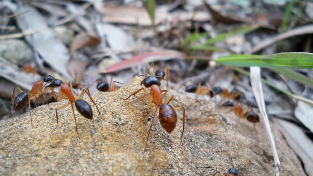 Sugar ants love pee, and it might reduce greenhouse gas emissions