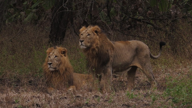 Whisker-printing to identify individual lions – using mathematical modelling