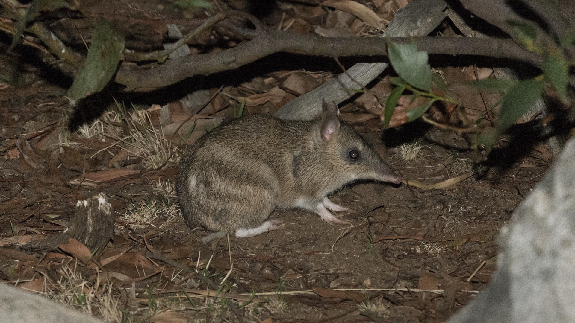 One little bandicoot can dig up an elephant’s worth of soil a year – and our ecosystem loves it