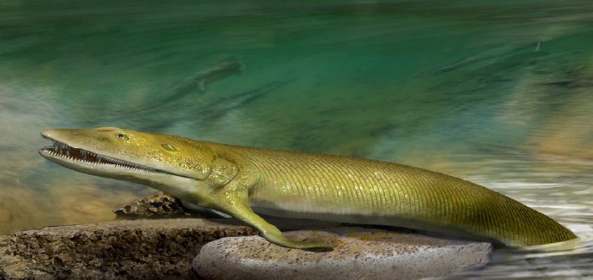 Ancient fish fossil reveals missing link in evolution of hand bones