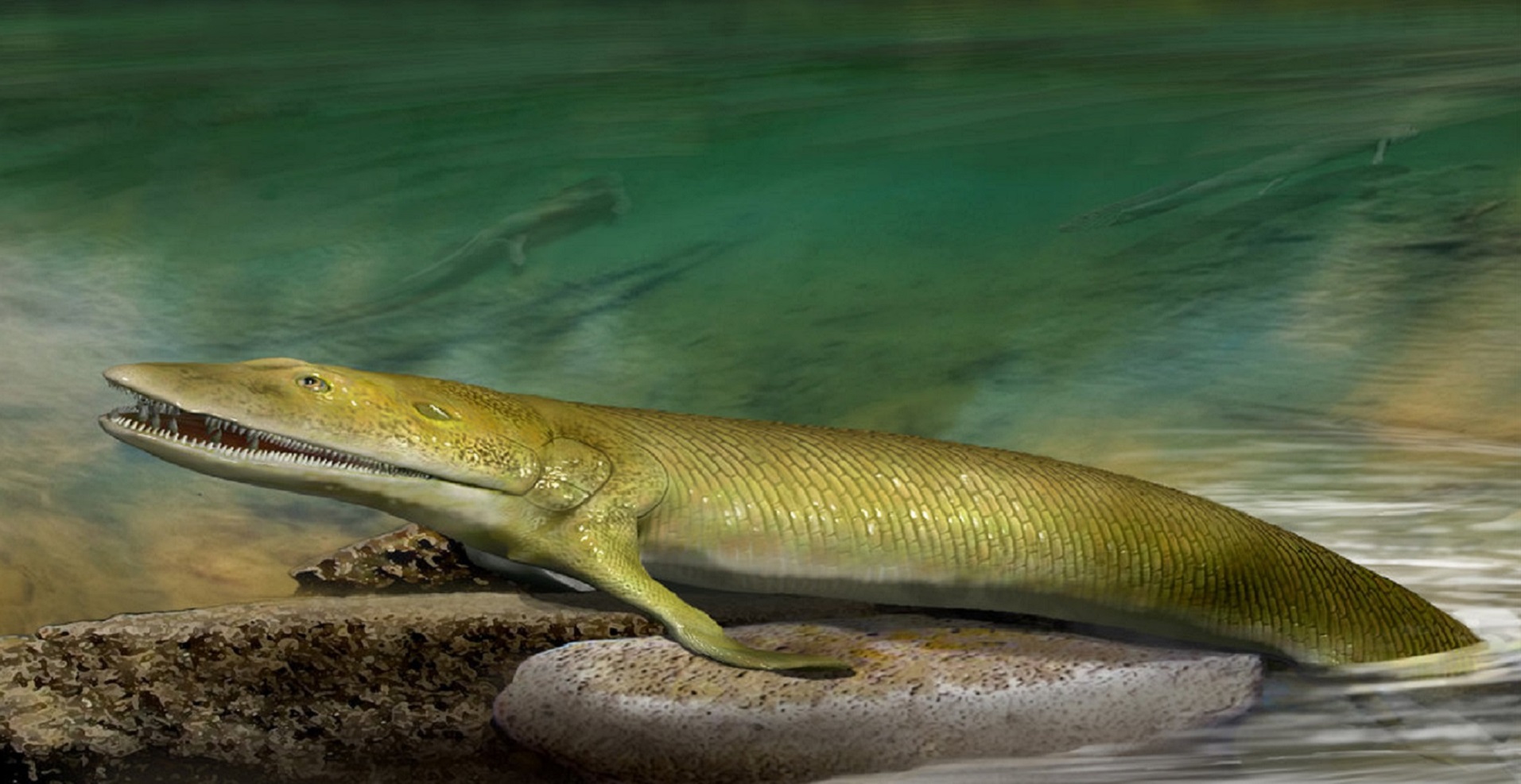 Ancient fish fossil reveals missing link in evolution of hand bones
