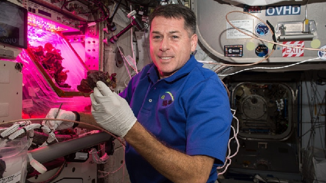 Astronauts grow lettuce in space