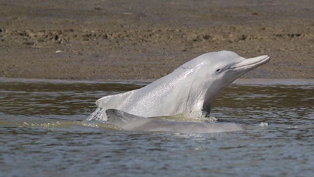 Queensland dolphins intentionally beach themselves to trap food