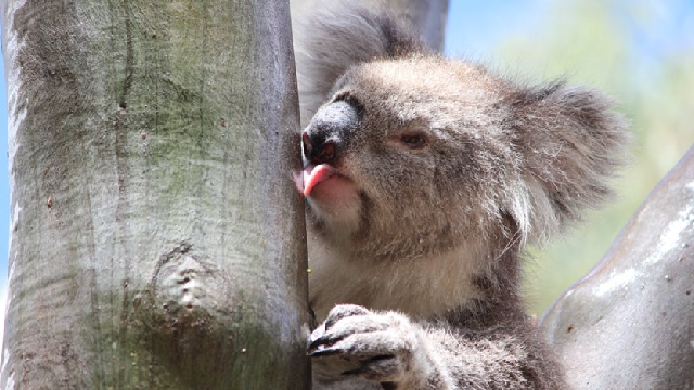 How much does a koala need to drink?