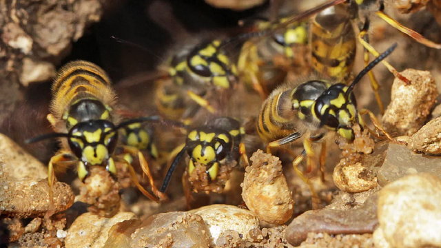 Murder hornets? Meh. Our pest wasps decapitate flies and bully dingoes