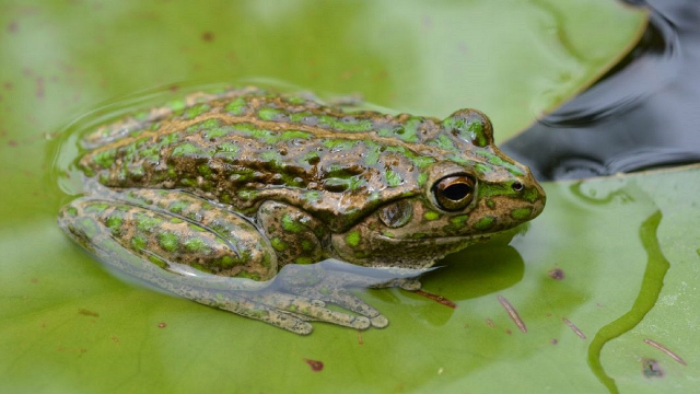 Alien frog invasion wreaks havoc on natural habitat