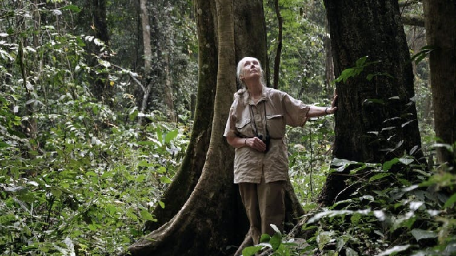 Jane Goodall walking through forest looking for chimps