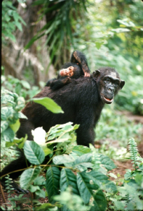 Chimpanzee Flo walks through the forest with infant Flint riding on her back