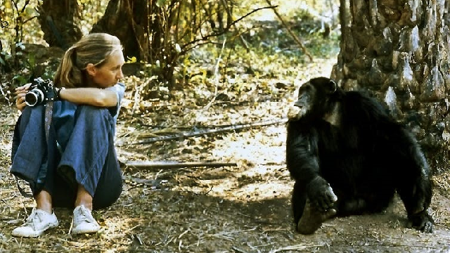 26 year old Jane Goodall sitting in Tanzania facing a chimpanzee