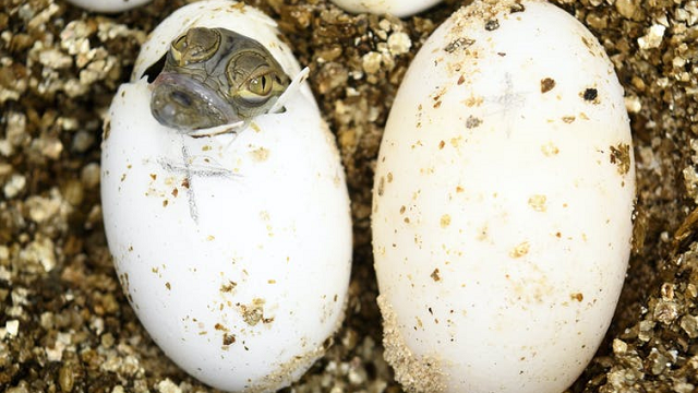 Baby crocodile emerging from egg.