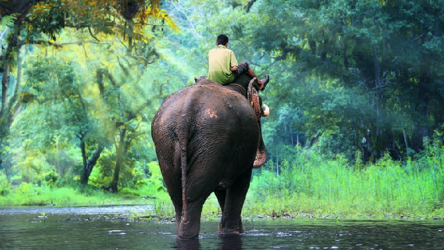 A rider on an elephant