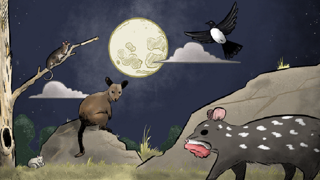 Animation of nocturnal Australian animals infront of a full moon