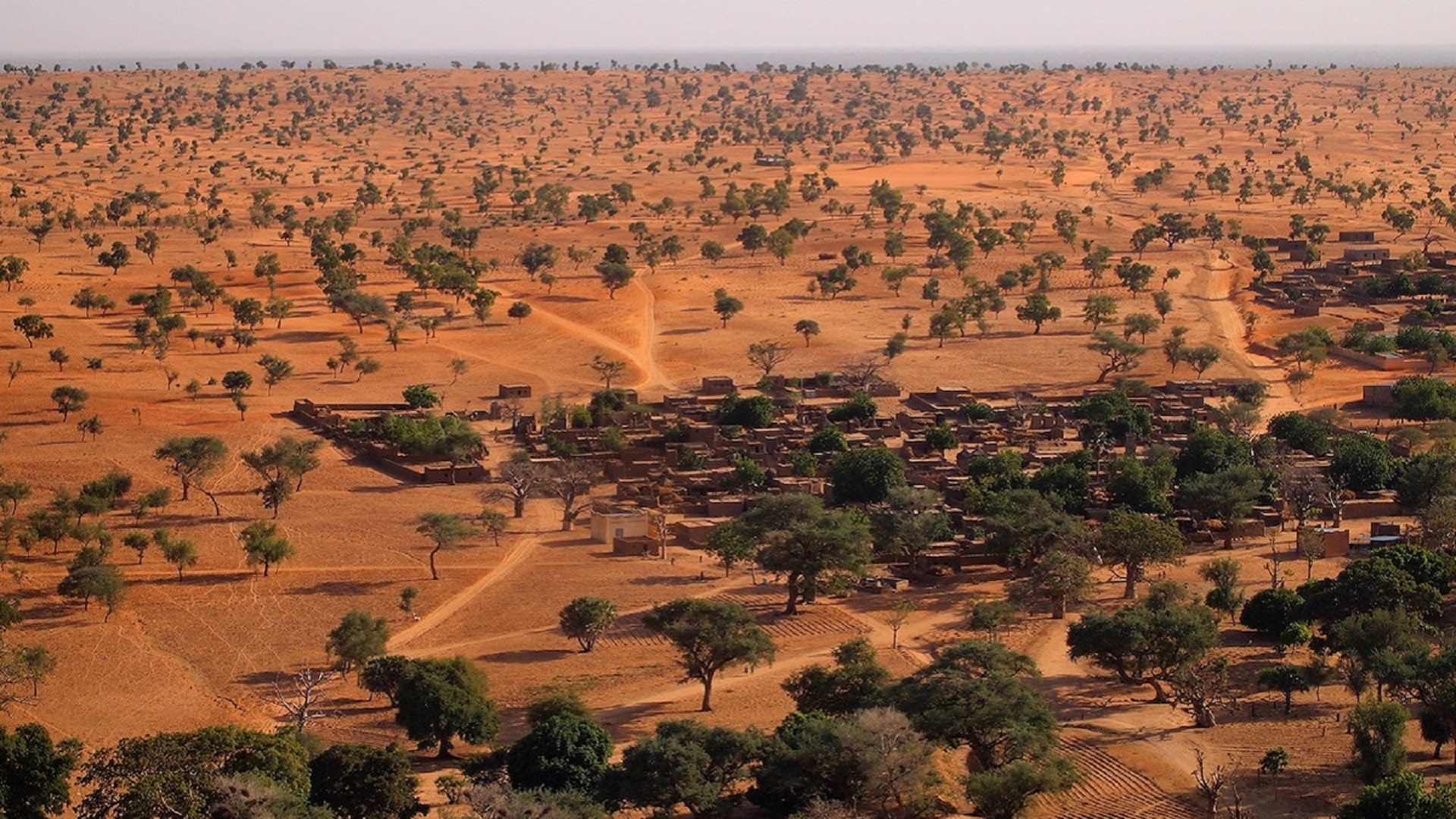 Trees across surrounding a village in a red desert in Mali, Africa